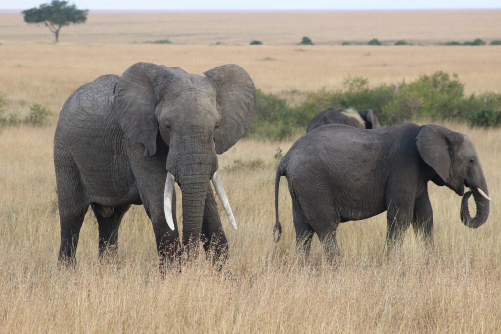 Maasi Mara, Kenya