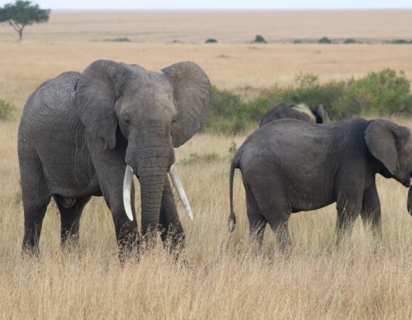 Maasai Mara